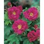 BUSKROS RUGOSA HANSA 1-PACK 30-50 CM BARROT