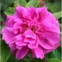 BUSKROS RUGOSA HANSA 1-PACK 30-50 CM BARROT