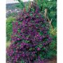 KLÄTTERVÄXT KLEMATIS ETOILE VIOLETTE LILA KRUKODLAD