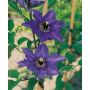 KLÄTTERVÄXT KLEMATIS PATENS ROYALBLÅ 50-80 CM KRUKODLAD