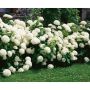 BUSKE VIDJEHORTENSIA VIT 20-70 CM KRUKODLAD