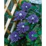 KLÄTTERVÄXT KLEMATIS PATENS VIOLETTBLÅ 50-80 CM KRUKODLAD