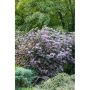 BUSKE SMÄLLSPIREA RÖDBLADIG VIT 30-50CM KRUKODLAD