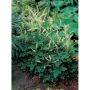 PERENN KOREANSK PLYMSPIREA PRYDNAD 3-PACK