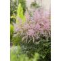 PERENN ASTILBE FJÄDER ROSA PRYDNAD 3-PACK