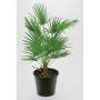 VÄDERKVARNSPALM 30-40CM