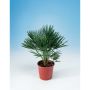 DVÄRGPALM 50-60CM