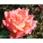RABATTROS VICTOR BORGE BARROT ROSA 5-PACK