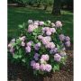 BUSKE HORTENSIA BLÅ 20-40CM KRUKODLAD 10-PACK