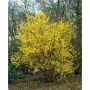 BUSKE FORSYTHIA GUL KRUKODLAD 3-PACK