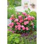 BUSKROS LEONARDO DA VINCI BARROT ROSA 5-PACK