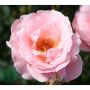 RABATTROS QUEEN ELISABETH BARROT ROSA 10-PACK