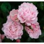KLÄTTERROS ROSENHOLM BARROT ROSA 5-PACK