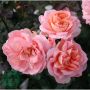 BUSKROS SISSEL RENAISSANCE BARROT ROSA 10-PACK