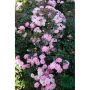 MARKTÄCKANDE ROS THE FAIRY BARROT ROSA 10-PACK
