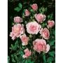 BUSKROS BONICA BARROT ROSA 10-PACK