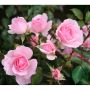 BUSKROS BONICA BARROT ROSA 10-PACK