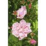 KLÄTTERROS ALBERTINE BARROT ROSA 10-PACK