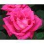 RABATTROS ACAPELLA BARROT ROSA 5-PACK