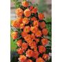 RABATTROS FLORA DANICA BARROT ROSA 5-PACK
