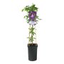 KLÄTTERVÄXT KLEMATIS JACKMANII PURPUREA LILA KRUKODLAD