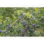 BÄRBUSKE HYBRIDBLÅBÄR NORTH COUNTRY 30-50CM 5-PACK