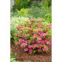 JAPANSK AZALEA KERMESINA RÖD 20-25CM KRUKODLAD 3-PACK