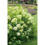 BUSKE VIPPHORTENSIA GRÖN KRUKODLAD 20-60CM 10-PACK