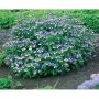 BUSKE PURPURHORTENSIA 20-40CM KRUKODLAD 10-PACK