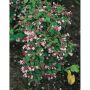 BUSKE PARADISBUSKE ROSA KRUKODLAD 5-PACK