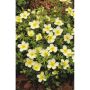 BUSKE ÖLANDSTOK LIMEFÄRGAD 20-40CM 3-PACK