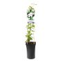 KLÄTTERVÄXT KLEMATIS WHITE FLOWERS VIT KRUKODLAD 5-PACK