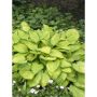 PERENN BLOMSTERFUNKIA GOLD PRYDNAD 3-PACK