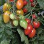 TOMAT PLOMMON CORABELL EKO 12CM 