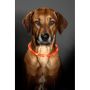 HUNDHALSBAND KARLIE SLANG MED LED BELYSNING ORANGE