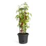 TOMATKRUKA ELHO GREEN BASICS TOMATO POT Ø33CM