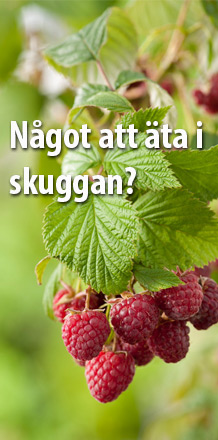 Något att äta i skuggan?