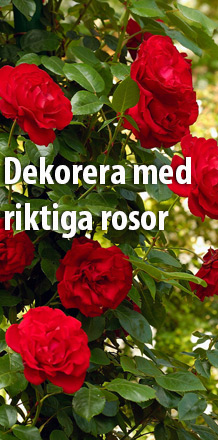 Dekorera med riktiga Rosor Dekorera med riktiga Rosor